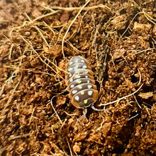 Load image into Gallery viewer, Armadillidium klugii