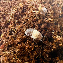 Load image into Gallery viewer, Cubaris sp. Panda king