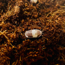 Load image into Gallery viewer, Cubaris sp. Panda king