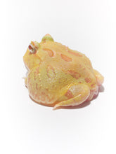 Load image into Gallery viewer, Albino Pacman Frog
