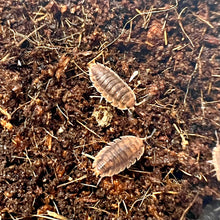 Load image into Gallery viewer, Porcellio scaber “Red Edge”