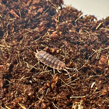 Load image into Gallery viewer, Porcellio scaber “Red Edge”