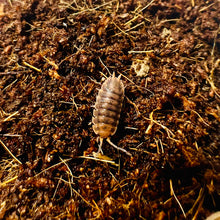 Load image into Gallery viewer, Porcellio scaber “Red Edge”