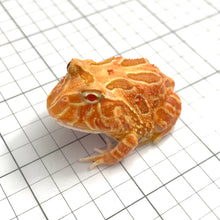 Load image into Gallery viewer, D93 Strawberry frog