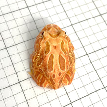 Load image into Gallery viewer, D93 Strawberry frog