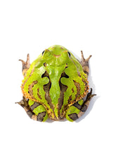 Load image into Gallery viewer, A5 Green cornuta (Wild pattern)
