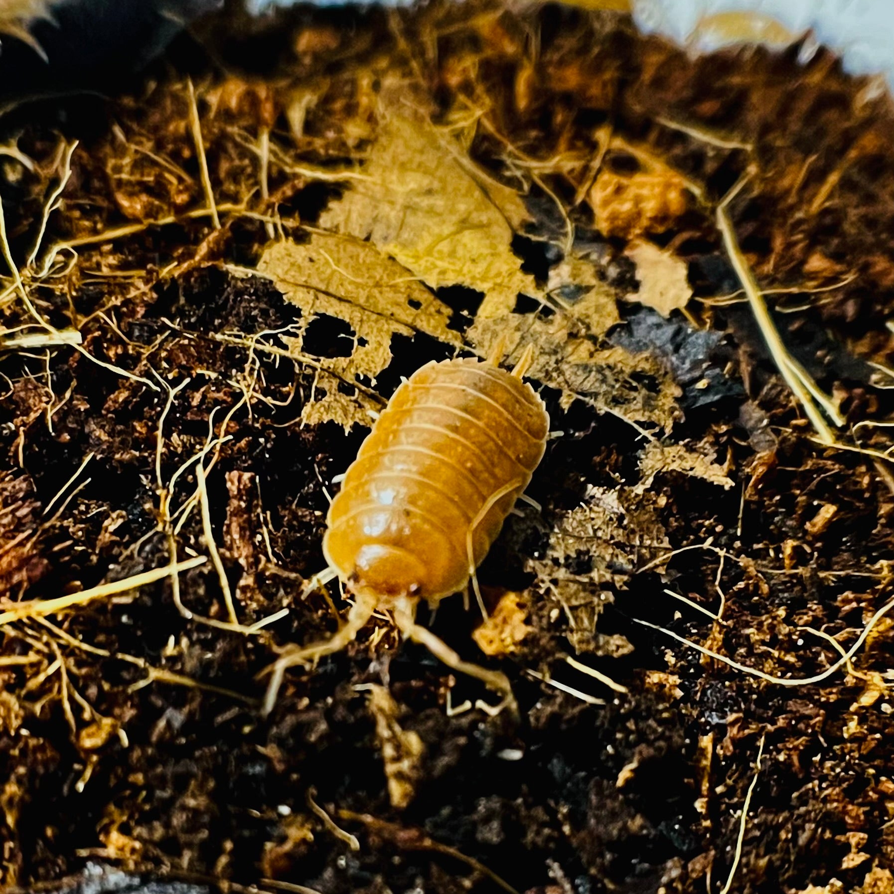Porcellio laevis “Orange” – JamJam Exotic