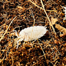 Load image into Gallery viewer, Porcellio scaber “Dalmatian”