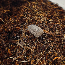 Load image into Gallery viewer, Armadillidium peraccae