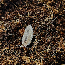 Load image into Gallery viewer, Porcellio scaber “Dalmatian”