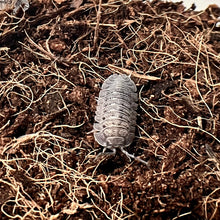 Load image into Gallery viewer, Armadillidium peraccae