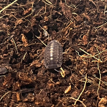 Load image into Gallery viewer, Cubaris sp. “Tung Song”