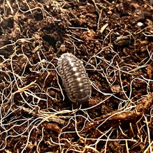 Load image into Gallery viewer, Cubaris sp. “Tung Song”