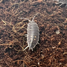 Load image into Gallery viewer, Porcellio ornatus “South”