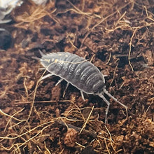 Load image into Gallery viewer, Porcellio ornatus “South”

