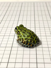 Load image into Gallery viewer, J94 African Bull Frog
