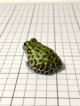 Load image into Gallery viewer, J94 African Bull Frog