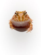 Load image into Gallery viewer, Strawberry Pineapple Pacman Frog
