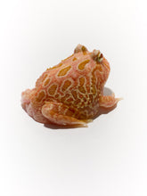 Load image into Gallery viewer, D93 Strawberry frog
