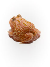 Load image into Gallery viewer, D93 Strawberry frog
