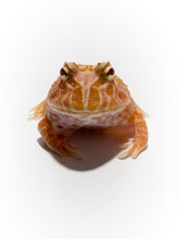 Load image into Gallery viewer, D93 Strawberry frog