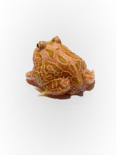 Load image into Gallery viewer, Strawberry Pineapple Pacman Frog
