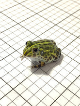 Load image into Gallery viewer, J94 African Bull Frog