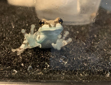 Load image into Gallery viewer, J98 Amazon Milk Tree Frog - Trachycephalus resinifictrix (CB) FLASH SALE