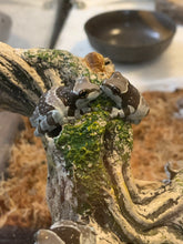 Load image into Gallery viewer, J98 Amazon Milk Tree Frog - Trachycephalus resinifictrix (CB) FLASH SALE