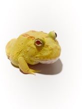 Load image into Gallery viewer, Pikachu Albino Pacman Frog
