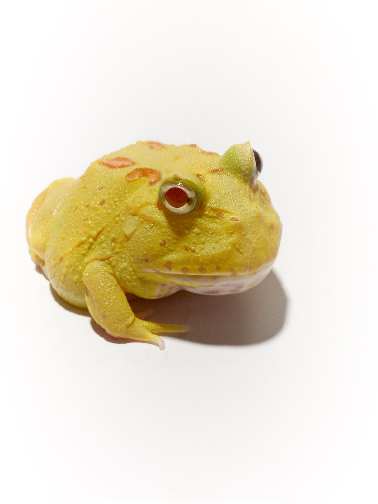 Pikachu Albino Pacman Frog