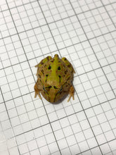 Load image into Gallery viewer, J95 Brazilian Horned Pacman Frog - Ceratophrys aurita
