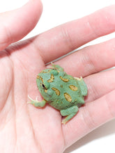 Load image into Gallery viewer, Super Blue (Samurai Blue) Pacman Frog