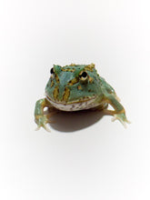 Load image into Gallery viewer, Super Blue (Samurai Blue) Pacman Frog