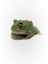 Load image into Gallery viewer, Super Blue (Samurai Blue) Pacman Frog