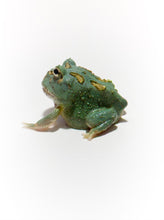 Load image into Gallery viewer, Super Blue (Samurai Blue) Pacman Frog