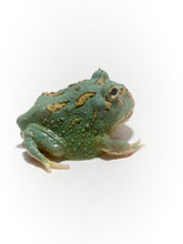 Load image into Gallery viewer, Super Blue (Samurai Blue) Pacman Frog