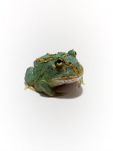 Load image into Gallery viewer, Super Blue (Samurai Blue) Pacman Frog