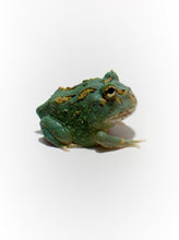 Load image into Gallery viewer, Super Blue (Samurai Blue) Pacman Frog
