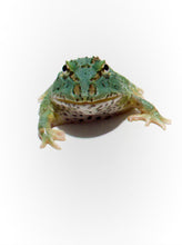 Load image into Gallery viewer, Super Blue (Samurai Blue) Pacman Frog