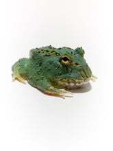 Load image into Gallery viewer, Super Blue (Samurai Blue) Pacman Frog
