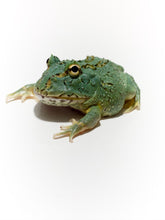 Load image into Gallery viewer, Super Blue (Samurai Blue) Pacman Frog