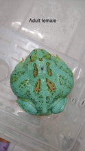 Load image into Gallery viewer, Super Blue (Samurai Blue) Pacman Frog