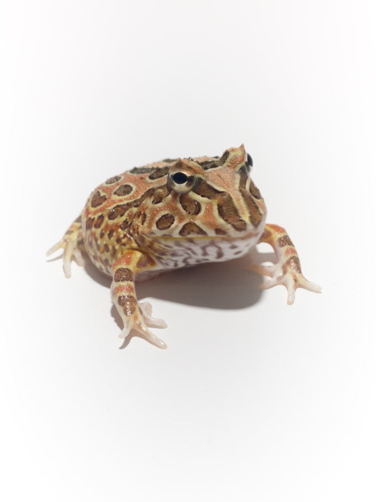 Chocolate Pacman Frog