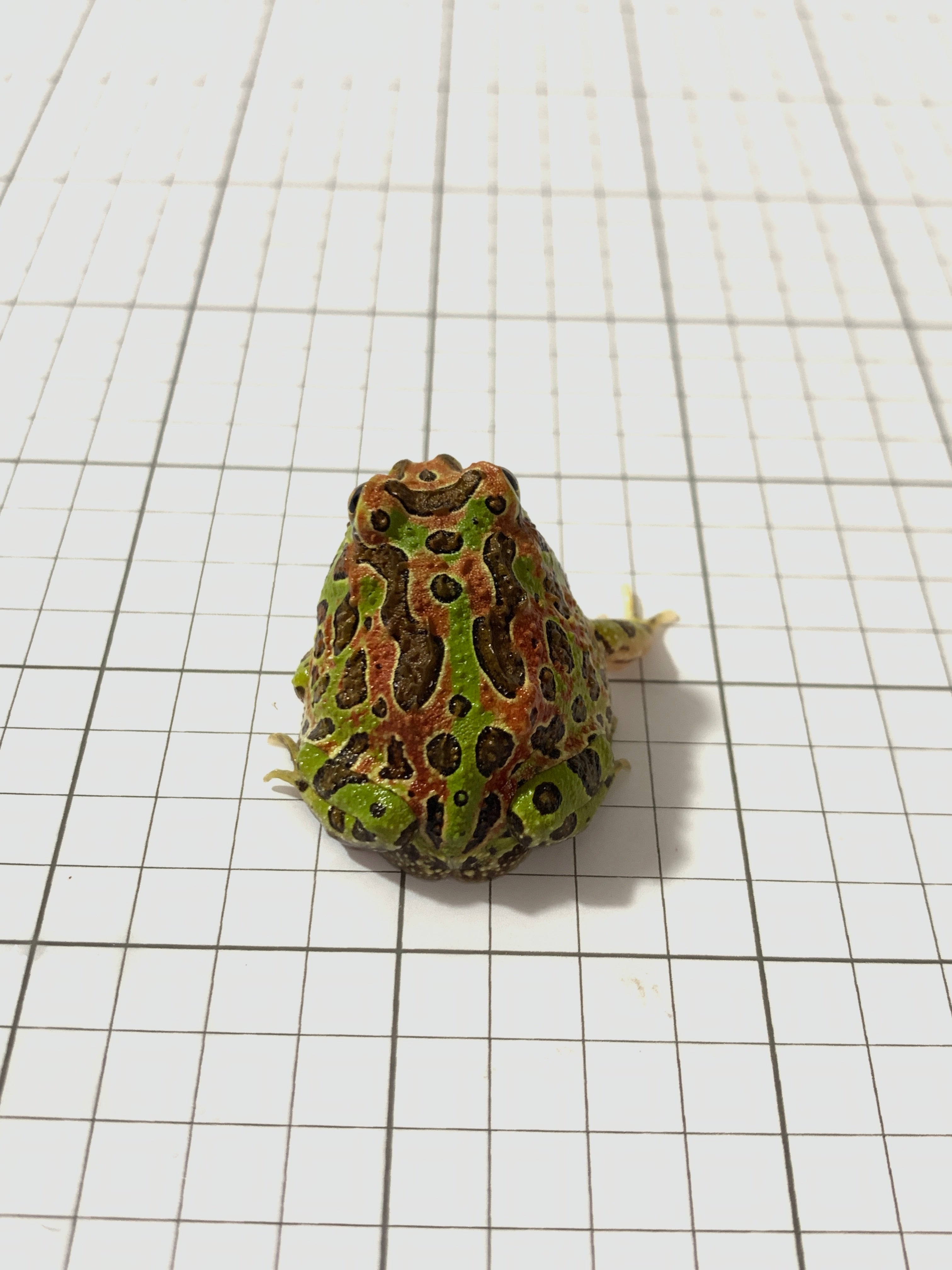 F20 HIGH RED ORWELL (ORNATA X CRANWELLI) (SPECIAL PATTERN