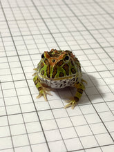 Load image into Gallery viewer, F20 HIGH RED ORWELL (ORNATA X CRANWELLI) (SPECIAL PATTERN)

