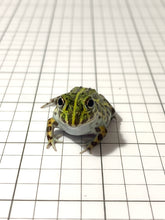 Load image into Gallery viewer, J94 African Bull Frog