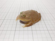 Load image into Gallery viewer, J10 BUDGETT&#39;S FROG

