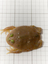 Load image into Gallery viewer, J10 BUDGETT'S FROG