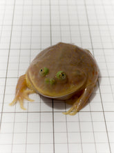 Load image into Gallery viewer, J10 BUDGETT'S FROG